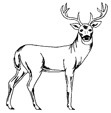 2024 Printable Deer Wood Burning Patterns to tracing 